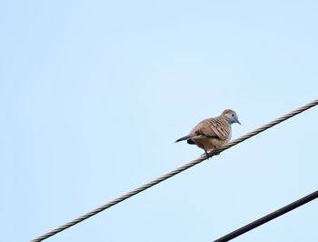 Low angle view of bird perching on cable against clear sky