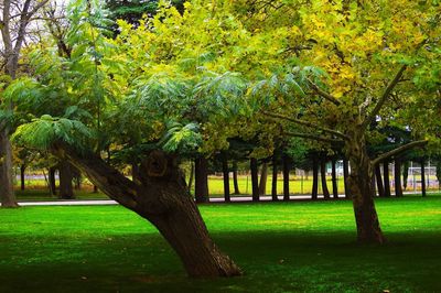 Scenic view of green landscape and trees