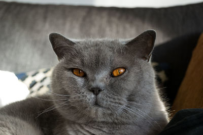 Close-up portrait of cat sitting on floor