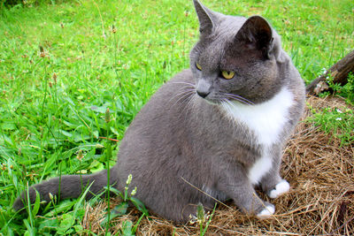 Portrait of dog on grassy field