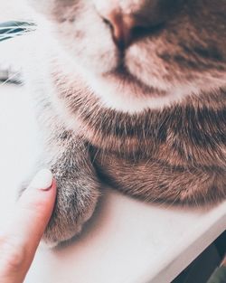 Close-up of hand with cat