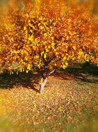 Sunlight falling on autumn leaves on field