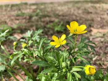 Close-up of yellow flowering plant on field