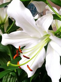 Close-up of white lily