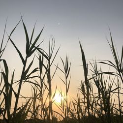 Close-up of silhouette plants against sunset sky