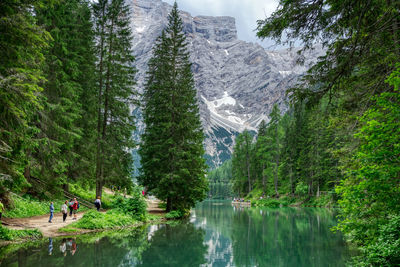 Scenic view of lake by trees in forest