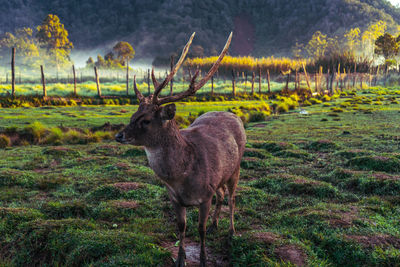 Deer standing in a field