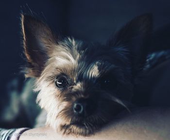 Close-up portrait of small dog