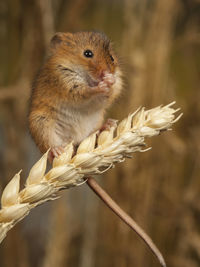 Close-up of rat on dried plant