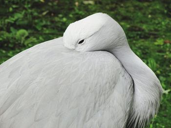 Close-up of white bird