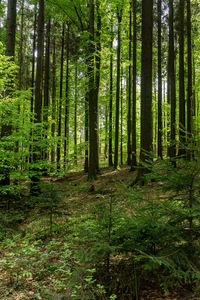 Trees growing in forest