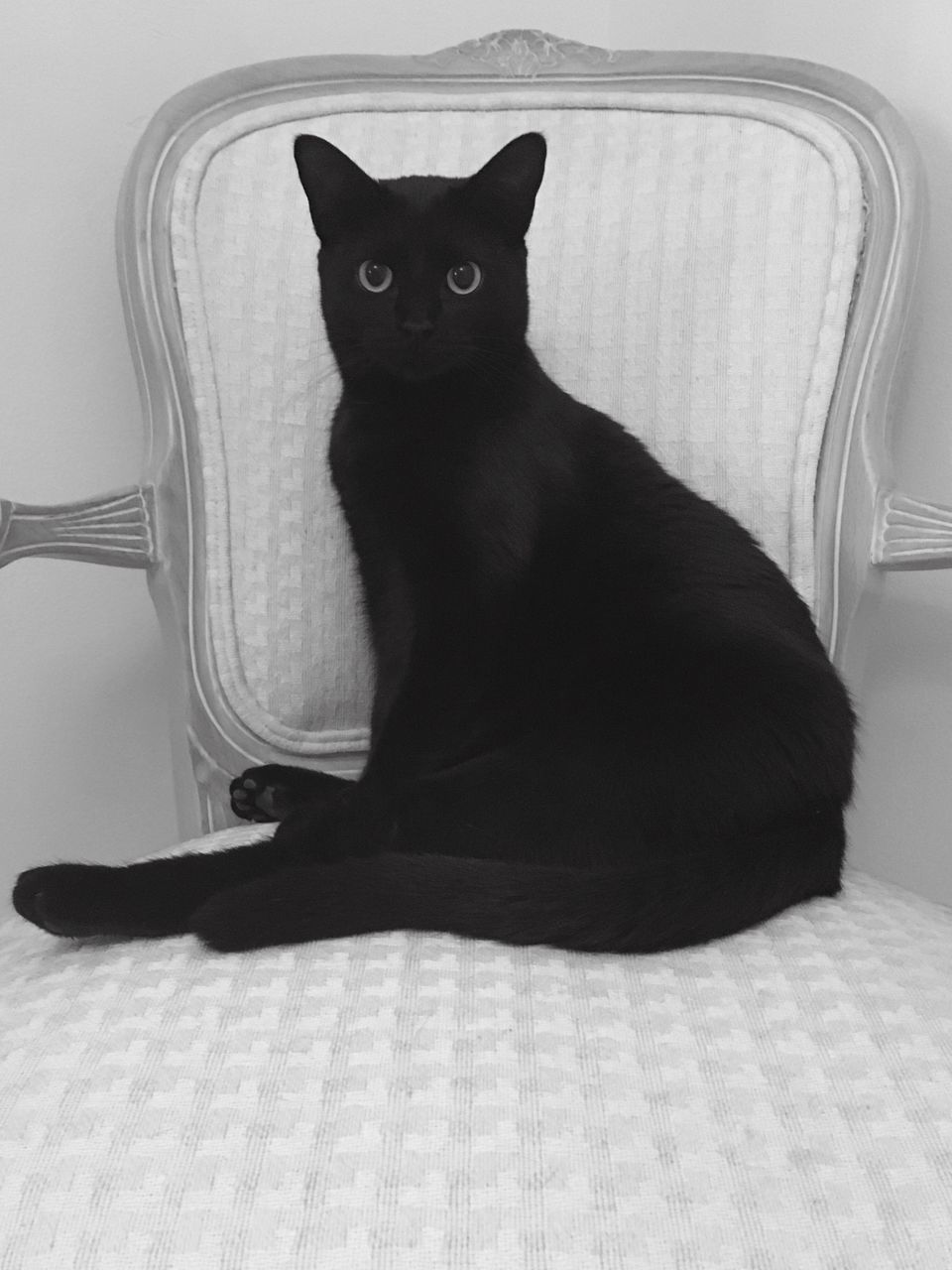 PORTRAIT OF CAT SITTING ON SOFA