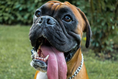 Close-up of dog