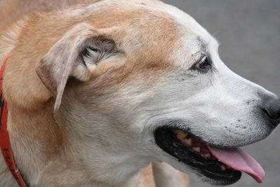 Close-up of dog sticking out tongue on footpath