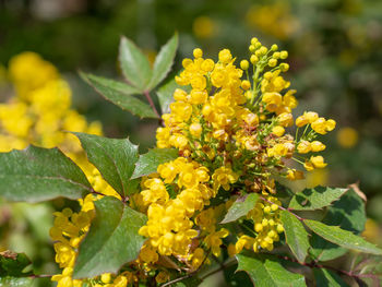 Close-up of yellow flowering plant