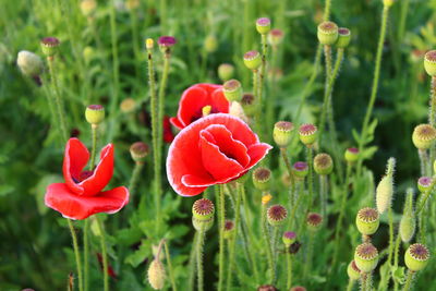 Close-up of red flowering plants on field