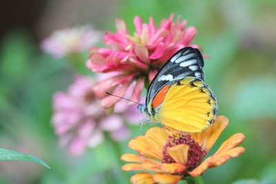 Close-up of butterfly on pink flower