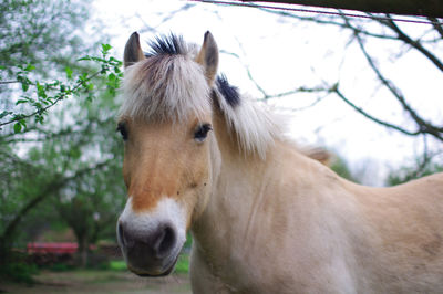 Close-up of a horse