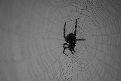 Close-up of spider on web against wall
