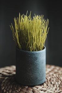 Close-up of potted plant on table