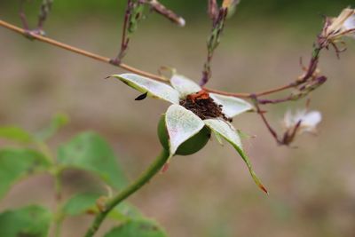 Close-up of grasshopper on plant