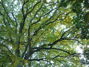 Low angle view of trees