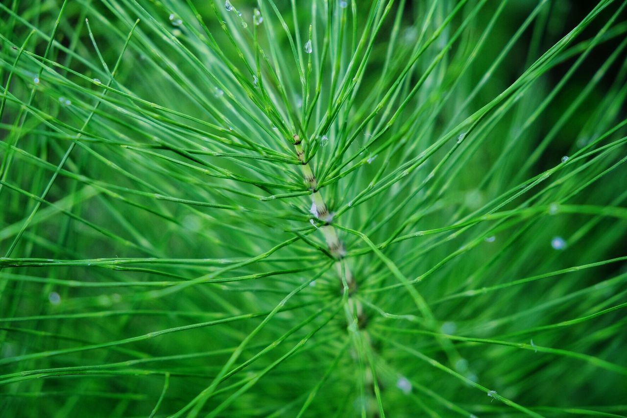 green color, plant, growth, beauty in nature, close-up, nature, no people, selective focus, day, grass, leaf, plant part, freshness, focus on foreground, full frame, outdoors, land, backgrounds, green, field, blade of grass, coniferous tree