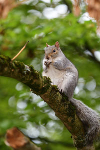 Low angle view of squirrel on tree