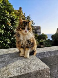 Cat enjoying the city walls of dubrovnik