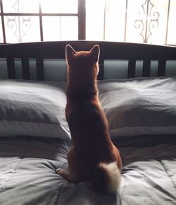 Close-up of dog sitting on sofa