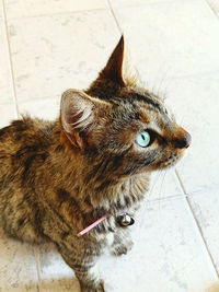 High angle view of a cat looking away