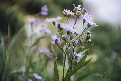 Close-up of purple flowers blooming outdoors