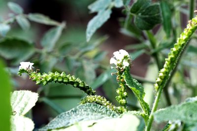 Close-up of white flowering plant