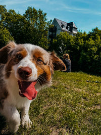 Portrait of dog on grassy field