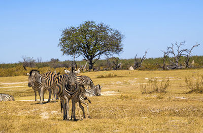 Zebra grazing on field against clear sky