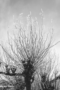 Close-up of bare tree against sky