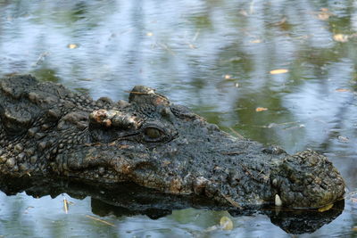 Aligator crocodile in the mossy swamp, dangerous animal