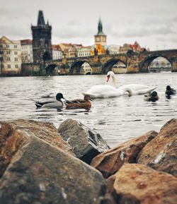 Seagulls on a river in city