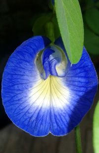 Close-up of blue flower blooming outdoors