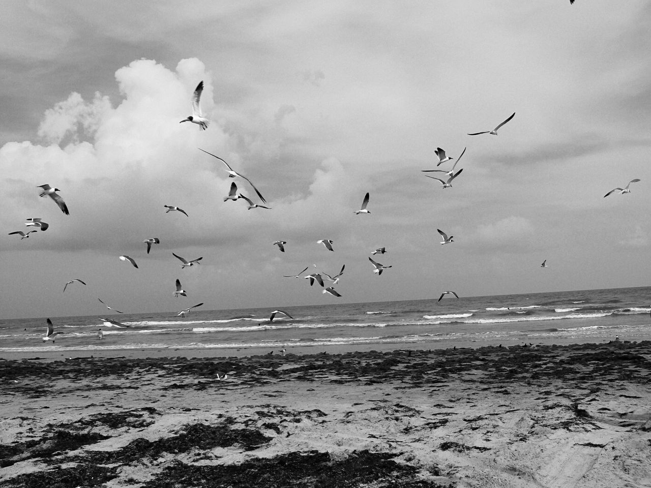 animal, wildlife, animal themes, bird, animal wildlife, large group of animals, sea, group of animals, flying, black and white, sky, water, flock of birds, monochrome photography, beach, land, nature, monochrome, cloud, flock, beauty in nature, horizon over water, gull, motion, seabird, no people, horizon, scenics - nature, mid-air, seagull, bird migration, day, coast, environment, wave, ocean, outdoors, travel destinations, animal migration, shore, sand