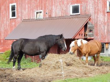 Horses in a field