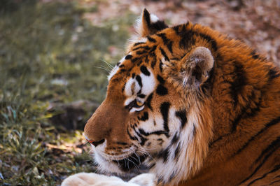 Close up from the head of a tiger lookong away