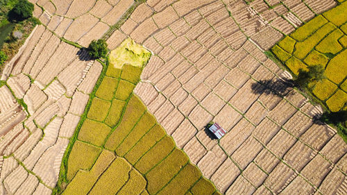 High angle view of crops on field