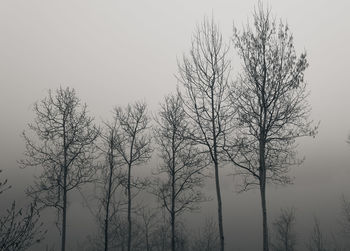 Low angle view of silhouette bare tree against sky