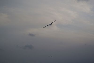 Low angle view of bird flying in sky