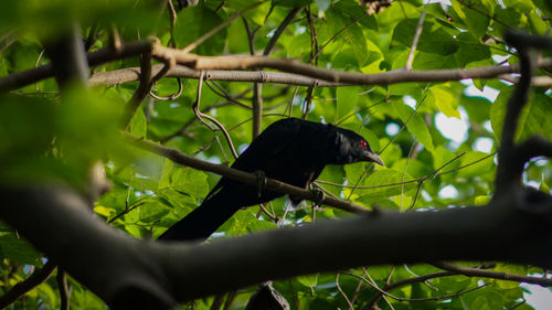 Low angle view of bird perching on tree