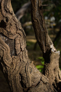 Close-up of tree trunk