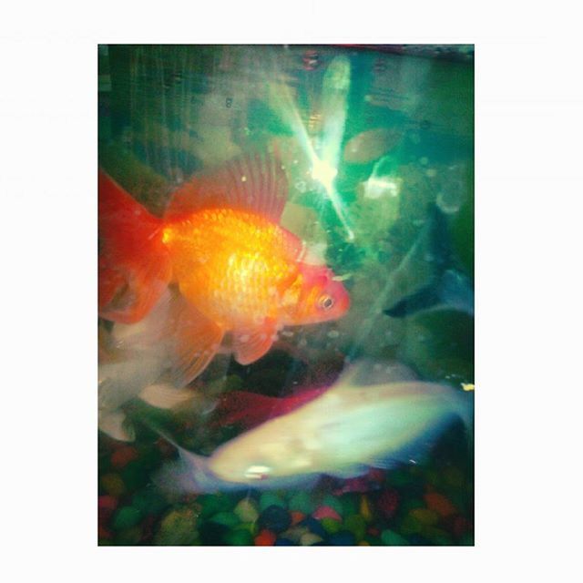 transfer print, auto post production filter, orange color, underwater, multi colored, glowing, indoors, close-up, full frame, digital composite, backgrounds, swimming, animal themes, no people, flame, sea life, fish, nature, studio shot, abstract