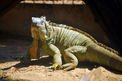 Close-up of green  iguana