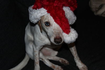 Close-up portrait of sheep